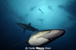 Blacktip Shark by Carlo Alberto Mari 